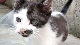 猫咪吃饭爆料视频,萌态十足引网友热议 第1张 猫咪吃饭爆料视频,萌态十足引网友热议 第1张